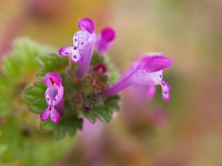 ホトケノザの花