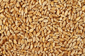 Fototapeta premium Wheat grain as background texture