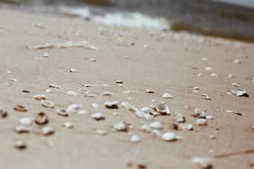 sea shells with sand as background