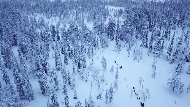 Aerial view of tourists dogsledding in the white and frozen arctic winter of Finnish Lapland. Riisitunturi, Ruka, Finland.