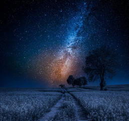 Milky way and field with trees in summer © shaiith