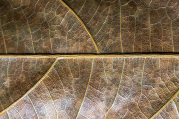 Bronze leaf closeup. Autumn leaf texture macro photo. Yellow leaf vein pattern.