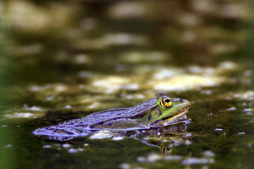 Single Edible Frog on water surface of wetlands by the Biebrza river in Poland during a spring mating period