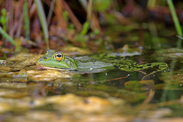 Single Edible Frog on water surface of wetlands by the Biebrza river in Poland during a spring mating period
