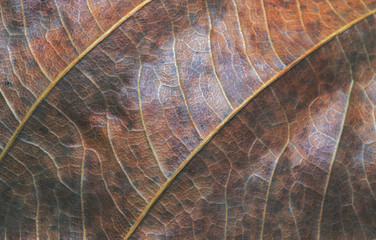 Green red leaf closeup. Autumn leaf texture macro photo. Yellow leaf vein pattern.