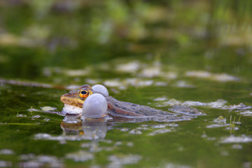 Single Edible Frog on water surface of wetlands by the Biebrza river in Poland during a spring mating period
