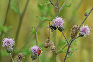 wilde Distel mit Besucher