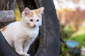 stares the cat sitting on the tire of a car outdoor
