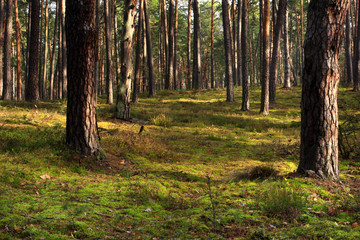 Wooded landscape of an European mixed forest thicket in autumn season in central Poland
