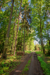 Fototapeta na wymiar Summer in the green forest in Poland, Europe