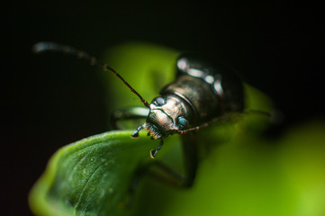 Black bugs on leaf