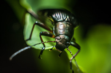 Black bags,beetle on green leaf