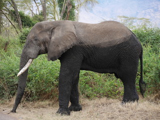 Naklejka na ściany i meble African elephant close-up