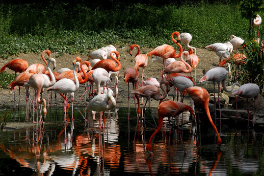 beautiful flamingo in a natural park