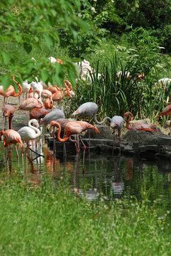 beautiful flamingo in a natural park