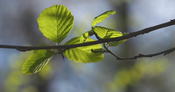 Slow motion alder leaves in spring morning closeup