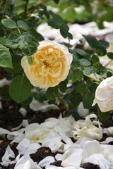 Obraz na płótnie Canvas Yellow Rose with Rose Petals