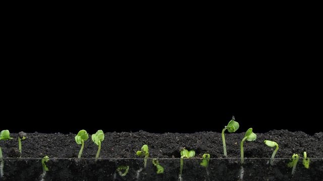 Time-lapse of germinating and growing rapeseed 2a1 in PNG+ format with ALPHA transparency channel isolated on black background
