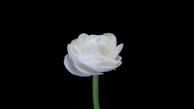 Time-lapse of opening white ranunculus flower 3x3 in RGB + ALPHA matte format isolated on black background
