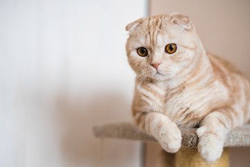 Fototapeta premium Adorable ginger scottish fold cat lying at home