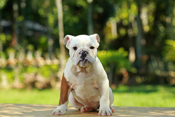 English Bulldog in Natural green