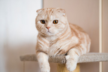 Adorable ginger scottish fold cat lying at home