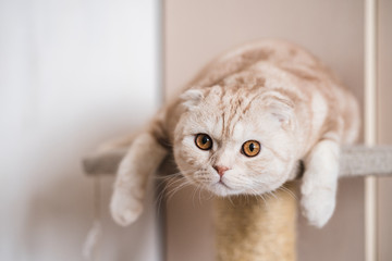 Interested  ginger scottish fold cat looking at camera