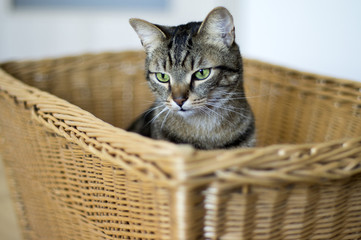 Fototapeta na wymiar Confused marble cat in brown wooden wicker basket