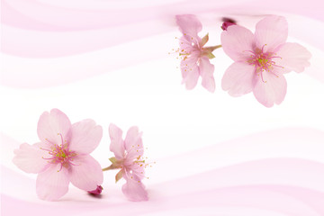 Japanese cherry blossom on pink wind abstract