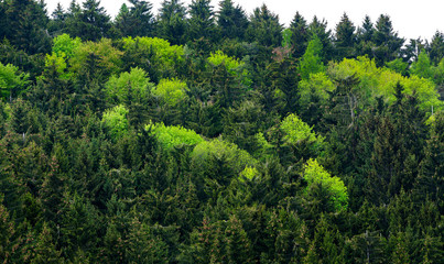 Healthy green trees in a forest of old spruc