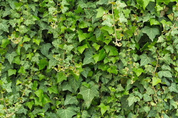 Fototapeta premium green leaf texture for background use