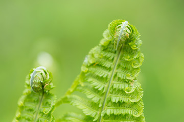 Young green twisted fern leaves