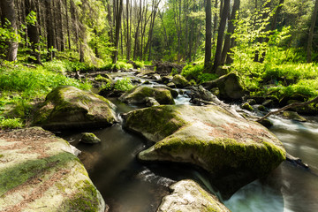 small mountain wild river in spring