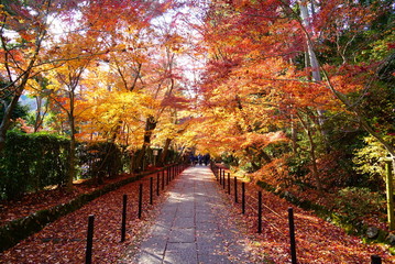 Fototapeta na wymiar 京都光明寺の紅葉