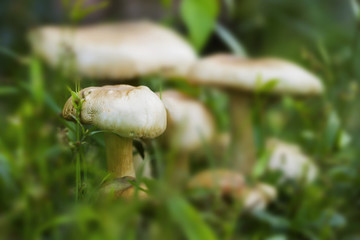 Bright mushroom in green grass macro photo. Summer forest scene.