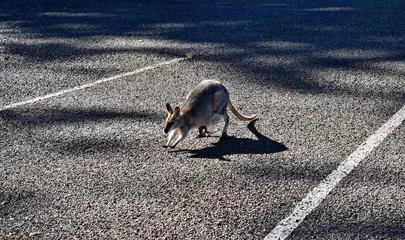 Crédence de cuisine en verre imprimé Kangourou Cute small wild grey kangaroo with baby in parking lot