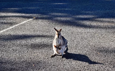 Abwaschbare Fototapete Känguru Cute small wild grey kangaroo with baby in parking lot