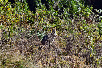 Young cute wild grey kangaroo