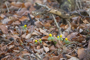 Winter aconite on the forest floor between leaves