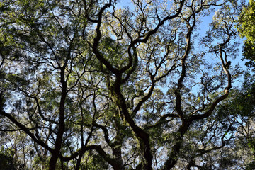 Huge tree in Bunya National Park