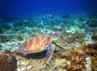 Fototapeta na wymiar Marine tortoise in sea water. Marine green sea turtle closeup. Tropical coral reef wildlife.
