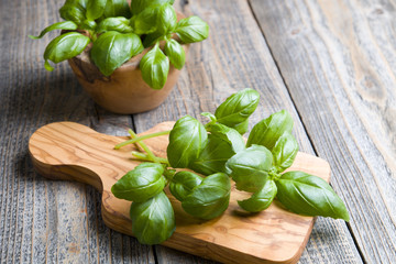 Fresh basil on the wood