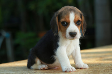 1 month beagle puppy action in natural green background