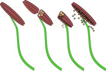 Structure of stamens of flowering plants