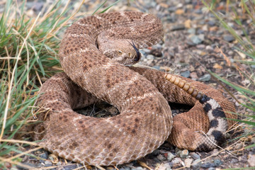 The western diamondback rattlesnake or Texas diamond-back(Crotalus atrox) is a venomous rattlesnake species in United States and Mexico. It is responsible for the majority of snakebite fatalities.