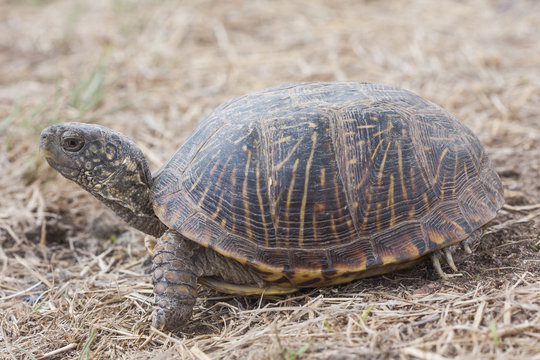 The desert box turtle (Terrapene ornata luteola) is a subspecies of box turtle which is endemic to the southwestern United States and northern Mexico.