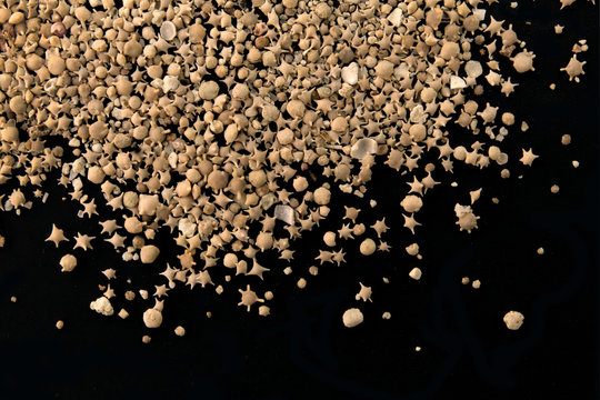 Japanese Taketomi beach star sand closeup on black