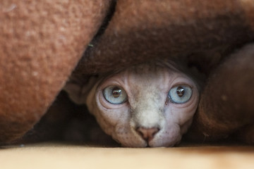 The Sphynx cat is a breed of cat known for its lack of coat (fur). It was developed through...