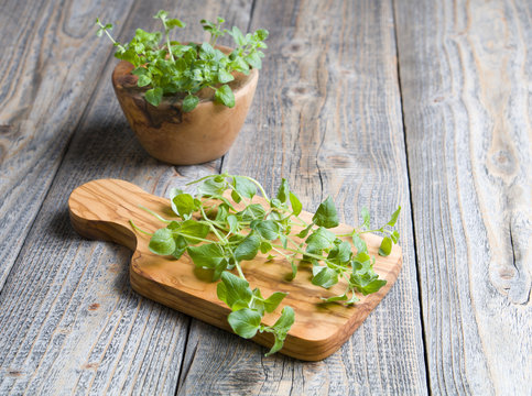 Fresh oregano on the wood