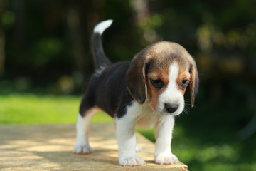 1 month beagle puppy action in natural green background